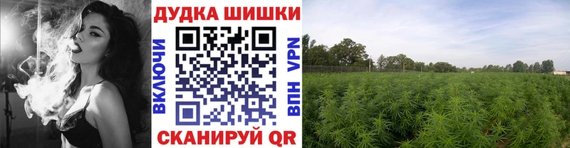Шишки марихуана конопля  Новоузенск 